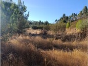 Terreno Rstico - Alcaravela, Sardoal, Santarm - Miniatura: 5/5