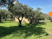 Terreno R�stico - Const�ncia, Const�ncia, Santar�m - Miniatura: 6/9