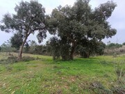 Terreno R�stico - Bemposta, Abrantes, Santar�m - Miniatura: 2/9