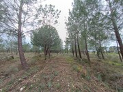 Terreno R�stico - Bemposta, Abrantes, Santar�m - Miniatura: 4/9