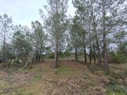 Terreno R�stico - Bemposta, Abrantes, Santar�m - Miniatura: 7/9