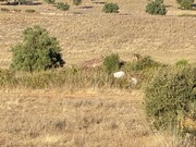 Quinta T6 - Estremoz, Estremoz, vora - Miniatura: 1/9