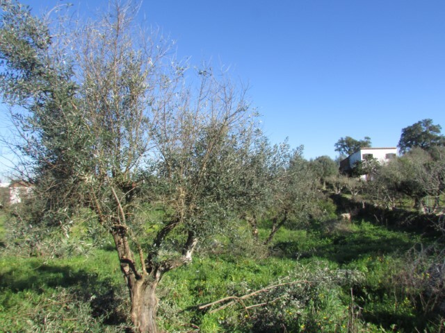 Terreno Urbano - Espírito Santo, Nisa, Portalegre - Imagem grande