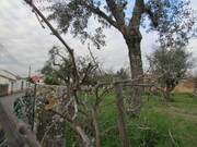 Terreno R�stico - Alvega, Abrantes, Santar�m - Miniatura: 3/9