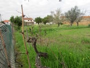 Terreno R�stico - Alvega, Abrantes, Santar�m - Miniatura: 4/9