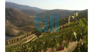 Quinta T1 - Vila Nova de Foz C�a, Vila Nova de Foz C�a, Guarda - Miniatura: 1/37