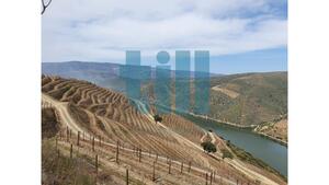 Quinta T1 - Vila Nova de Foz C�a, Vila Nova de Foz C�a, Guarda - Miniatura: 14/37