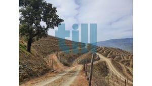 Quinta T1 - Vila Nova de Foz C�a, Vila Nova de Foz C�a, Guarda - Miniatura: 16/37