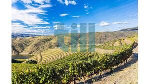 Quinta T1 - Vila Nova de Foz C�a, Vila Nova de Foz C�a, Guarda - Miniatura: 18/37