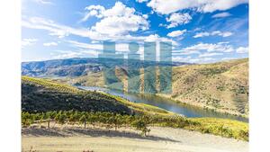 Quinta T1 - Vila Nova de Foz C�a, Vila Nova de Foz C�a, Guarda - Miniatura: 19/37