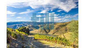 Quinta T1 - Vila Nova de Foz C�a, Vila Nova de Foz C�a, Guarda - Miniatura: 20/37