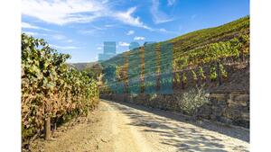 Quinta T1 - Vila Nova de Foz C�a, Vila Nova de Foz C�a, Guarda - Miniatura: 21/37