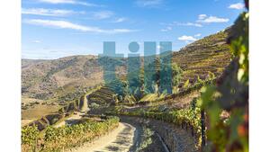 Quinta T1 - Vila Nova de Foz C�a, Vila Nova de Foz C�a, Guarda - Miniatura: 22/37