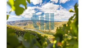 Quinta T1 - Vila Nova de Foz C�a, Vila Nova de Foz C�a, Guarda - Miniatura: 23/37