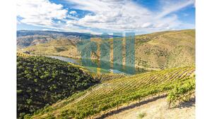 Quinta T1 - Vila Nova de Foz C�a, Vila Nova de Foz C�a, Guarda - Miniatura: 24/37