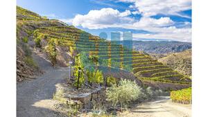 Quinta T1 - Vila Nova de Foz C�a, Vila Nova de Foz C�a, Guarda - Miniatura: 25/37