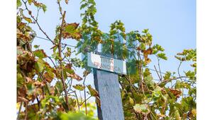 Quinta T1 - Vila Nova de Foz C�a, Vila Nova de Foz C�a, Guarda - Miniatura: 28/37