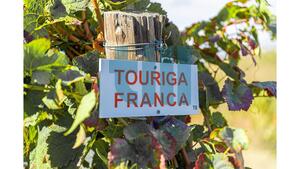 Quinta T1 - Vila Nova de Foz C�a, Vila Nova de Foz C�a, Guarda - Miniatura: 29/37