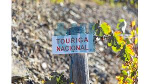 Quinta T1 - Vila Nova de Foz C�a, Vila Nova de Foz C�a, Guarda - Miniatura: 30/37