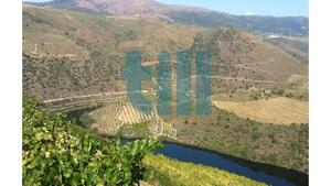 Quinta T1 - Vila Nova de Foz C�a, Vila Nova de Foz C�a, Guarda - Miniatura: 32/37