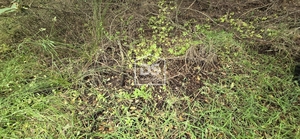 Terreno Rstico T0 - Maanhas, Belmonte, Castelo Branco - Miniatura: 21/24