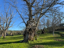 Terreno Rstico T0 - Panias de Cima, Guarda, Guarda - Miniatura: 10/24