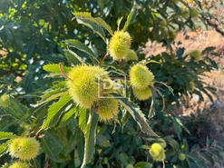 Quinta T0 - Vela, Guarda, Guarda - Miniatura: 10/19