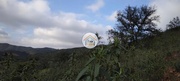 Terreno Rstico - Santa Catarina, Tavira, Faro (Algarve) - Miniatura: 3/9