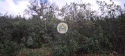 Terreno Rstico - Santa Catarina, Tavira, Faro (Algarve) - Miniatura: 5/9