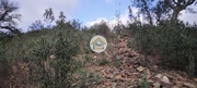 Terreno Rstico - Santa Catarina, Tavira, Faro (Algarve) - Miniatura: 7/9