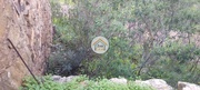 Terreno Rstico - Santa Catarina, Tavira, Faro (Algarve) - Miniatura: 9/9