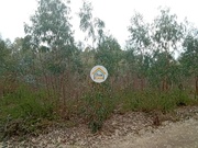 Terreno Rstico - gueda, gueda, Aveiro - Miniatura: 1/9
