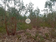 Terreno Rstico - gueda, gueda, Aveiro - Miniatura: 3/9
