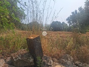 Terreno Rstico - So Brs de Alportel, So Brs de Alportel, Faro (Algarve) - Miniatura: 8/9