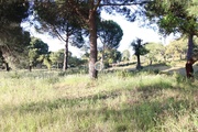 Terreno Rstico - Cortiadas de Lavre, Montemor-o-Novo, vora - Miniatura: 6/9
