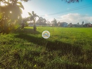 Terreno Rstico - Ssa, Vagos, Aveiro - Miniatura: 9/9