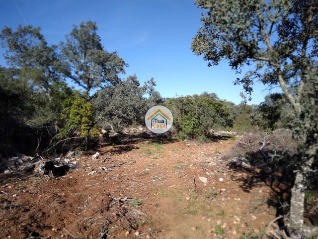 Terreno Rústico - São Brás de Alportel, São Brás de Alportel, Faro (Algarve) - Imagem grande