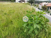 Terreno Rstico - Carreira, Barcelos, Braga - Miniatura: 4/9