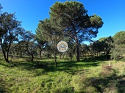 Terreno Rstico - Cortiadas de Lavre, Montemor-o-Novo, vora - Miniatura: 5/9
