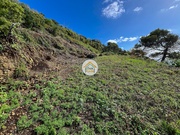 Terreno Rstico - Calheta (Madeira), Calheta (Madeira), Ilha da Madeira - Miniatura: 8/9