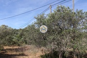 Terreno Rstico - Conceio, Faro, Faro (Algarve) - Miniatura: 2/9