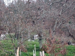 Terreno R�stico - Rossas, Arouca, Aveiro - Miniatura: 1/11