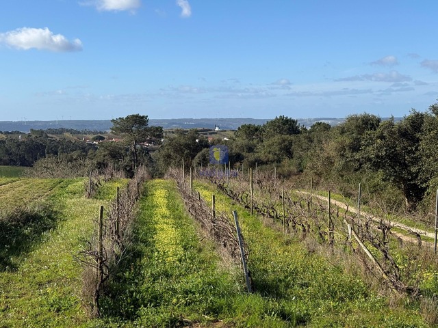 Terreno R�stico T4 - Usseira, �bidos, Leiria - Imagem grande