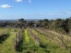 Terreno R�stico T4 - Usseira, �bidos, Leiria