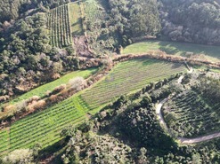 Terreno Rstico T0 - A dos Negros, bidos, Leiria - Miniatura: 3/18