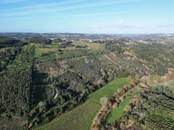 Terreno Rstico T0 - A dos Negros, bidos, Leiria - Miniatura: 5/18
