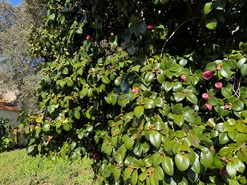 Terreno R�stico T4 - Usseira, �bidos, Leiria - Miniatura: 11/26