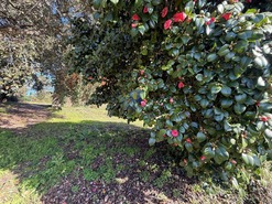 Terreno R�stico T4 - Usseira, �bidos, Leiria - Miniatura: 13/26