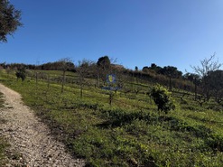 Terreno R�stico T4 - Usseira, �bidos, Leiria - Miniatura: 14/26