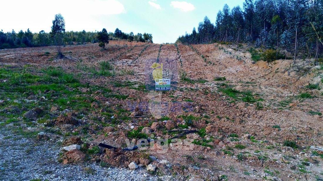 Terreno R�stico T0 - Gaeiras, �bidos, Leiria - Miniatura: 3/7